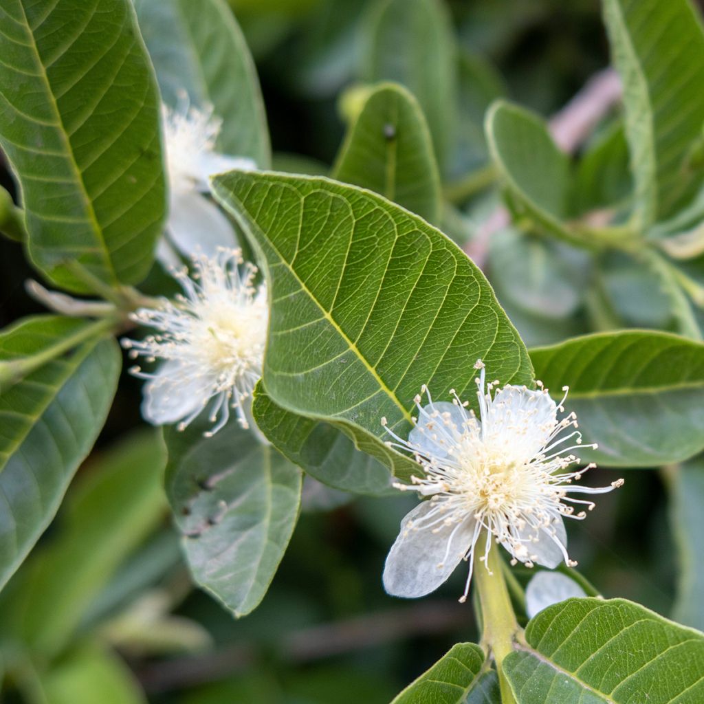 Guaiava Limon - Psidium guajava