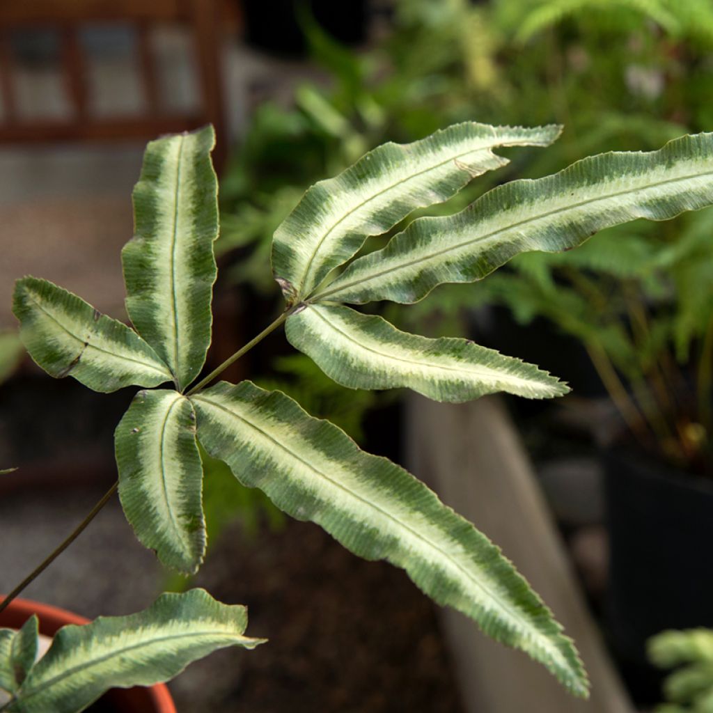 Pteris nipponica (= Pteris cretica albolineata) - Fougère persistante