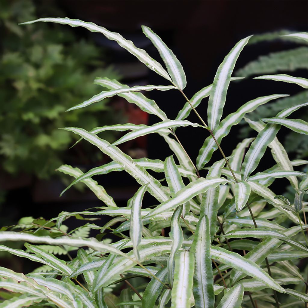 Pteris nipponica (= Pteris cretica albolineata) - Fougère persistante