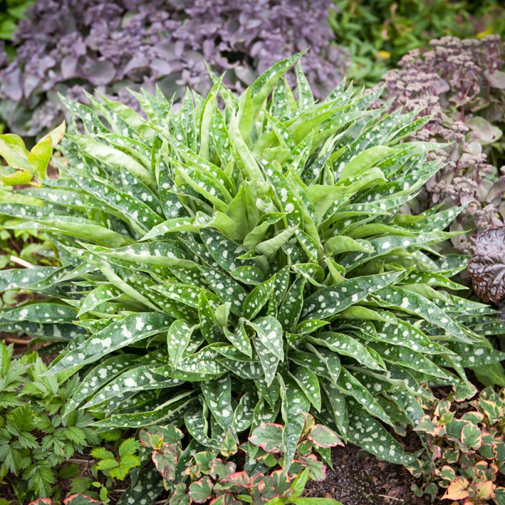 Pulmonaria saccharata Silver Bouquet - Polmonaria chiazzata