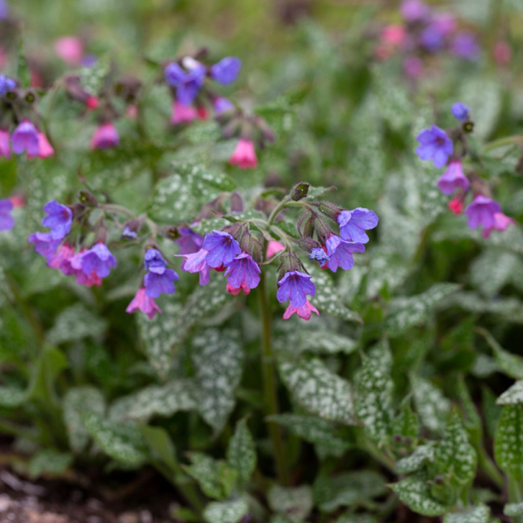 Pulmonaria saccharata Silver Bouquet - Polmonaria chiazzata