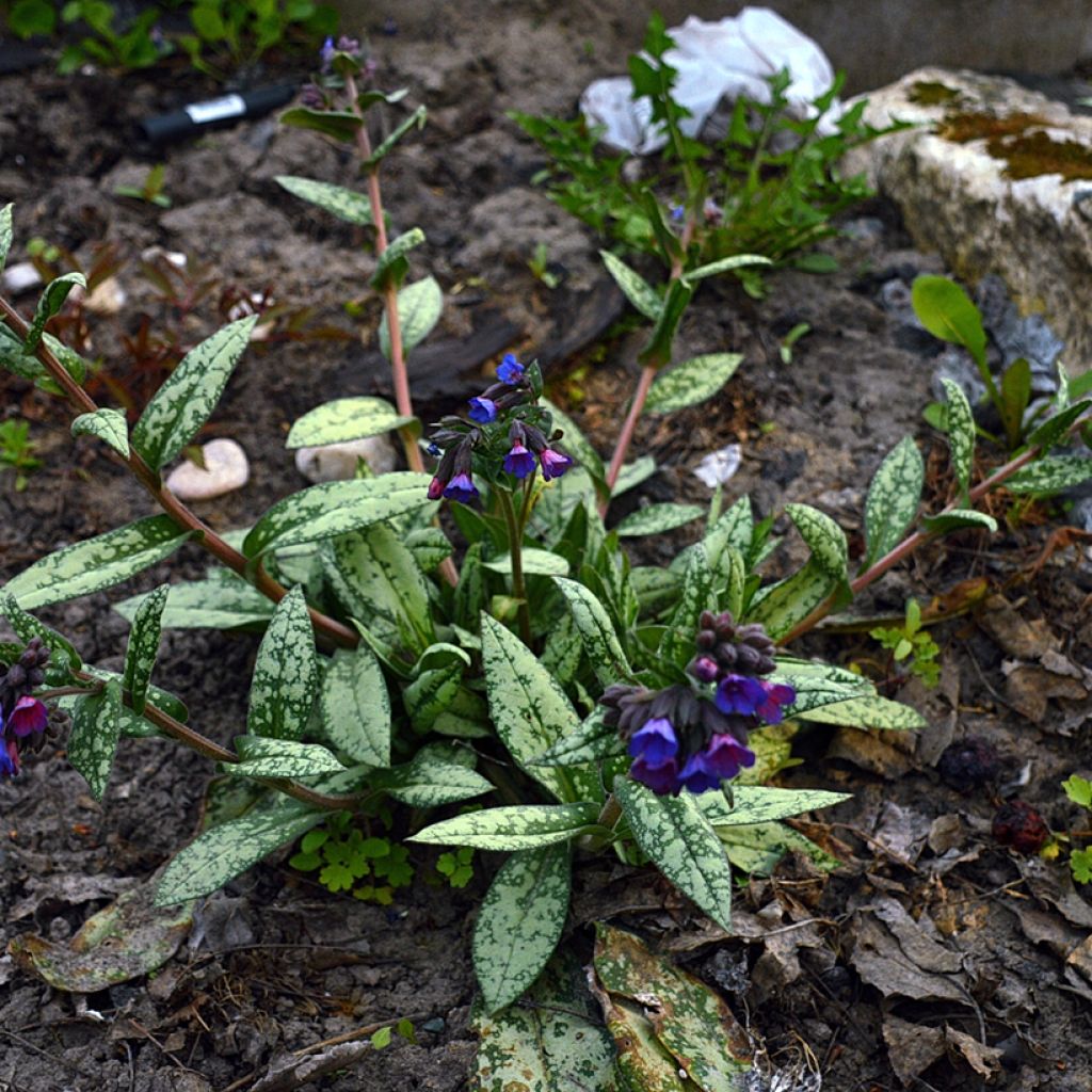 Pulmonaria Margery Fish