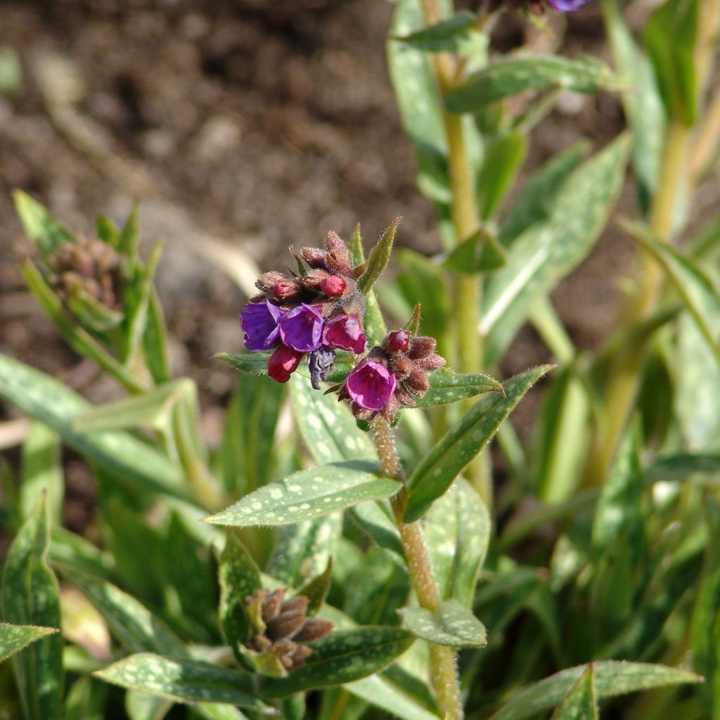 Pulmonaria Raspberry Splash