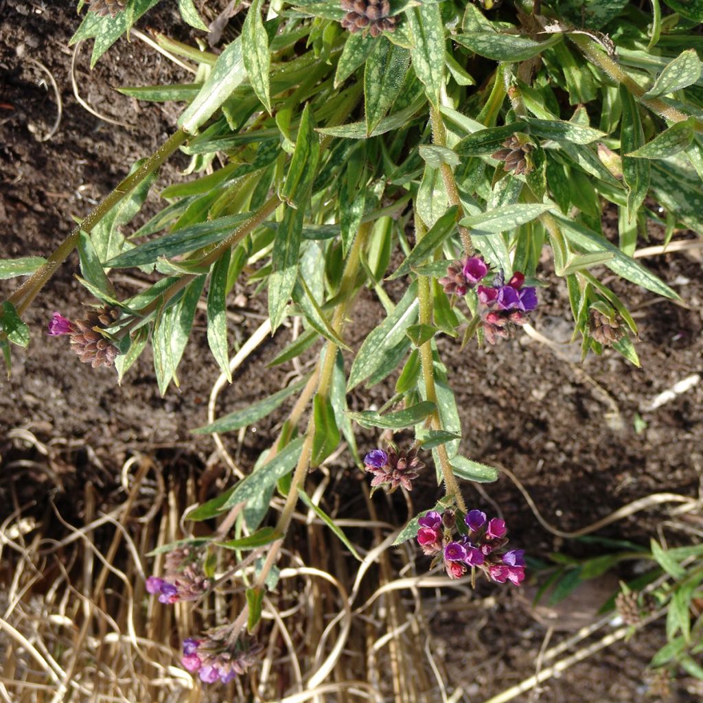 Pulmonaria Raspberry Splash