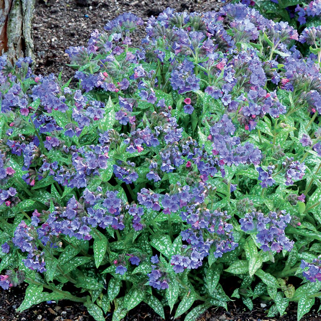 Pulmonaria Trevi Fountain