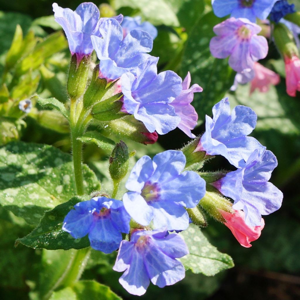 Pulmonaria Twinkle Toes