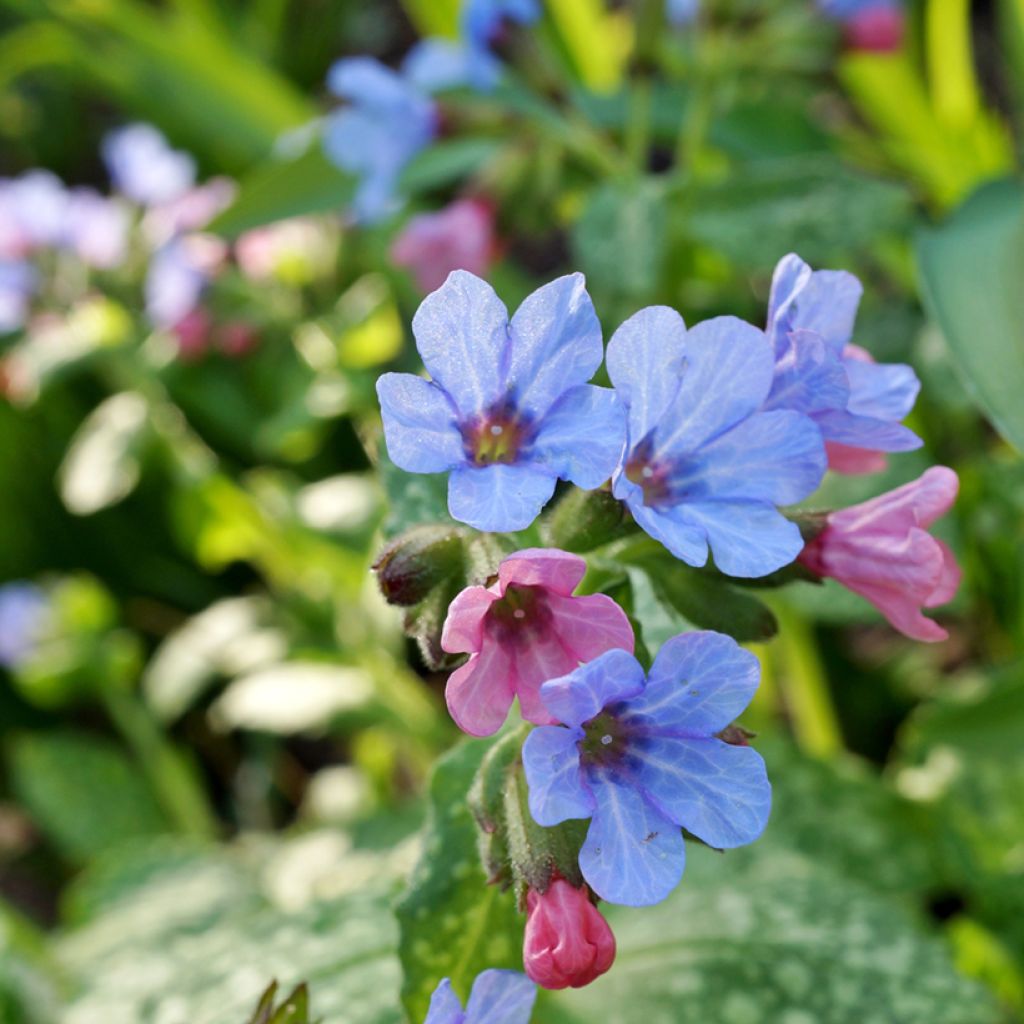 Pulmonaria Twinkle Toes