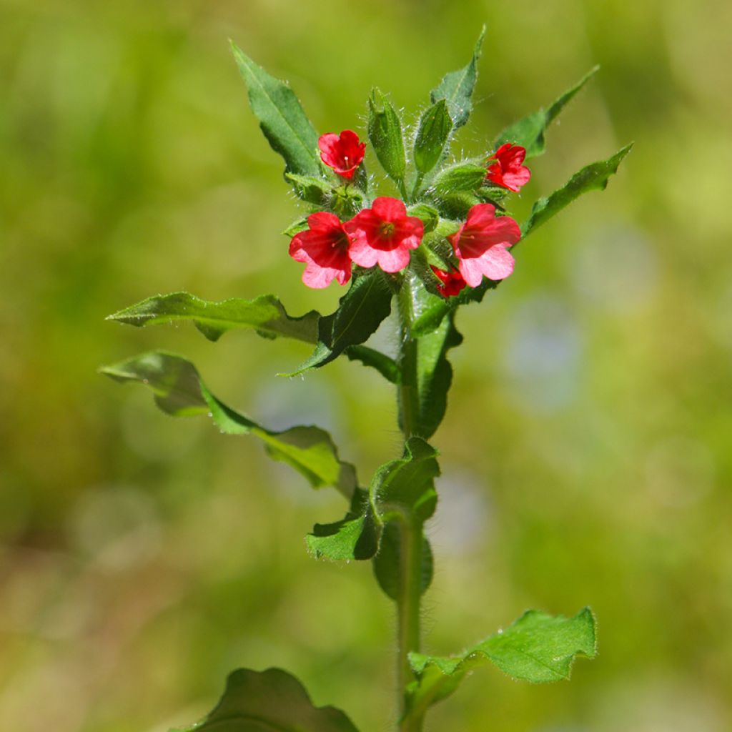 Pulmonaria rubra - Polmonaria rossa