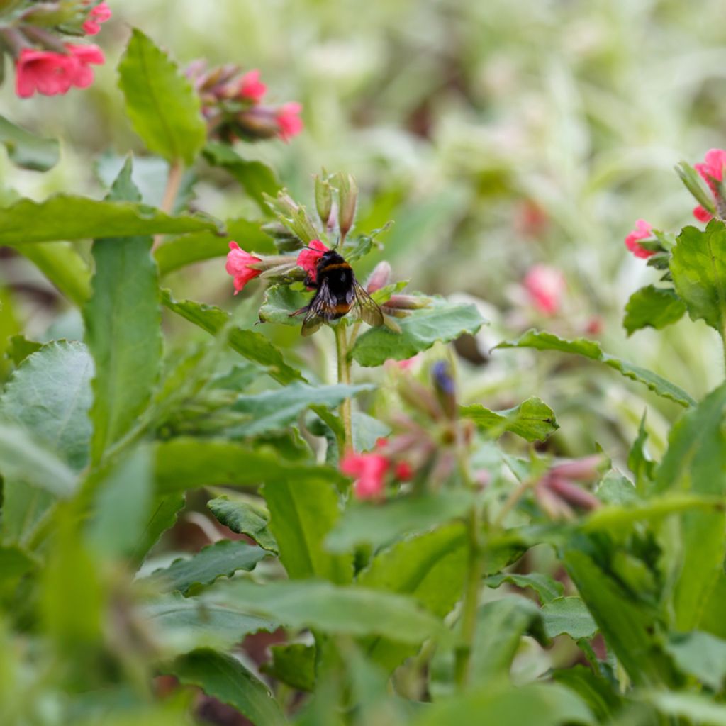 Pulmonaria rubra - Polmonaria rossa