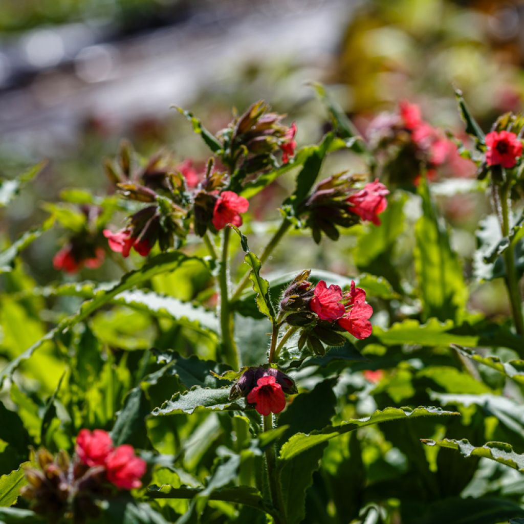 Pulmonaria rubra - Polmonaria rossa