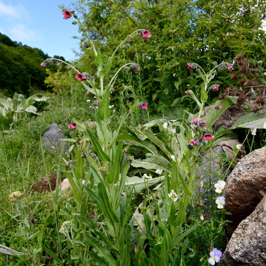 Pulmonaria rubra - Polmonaria rossa