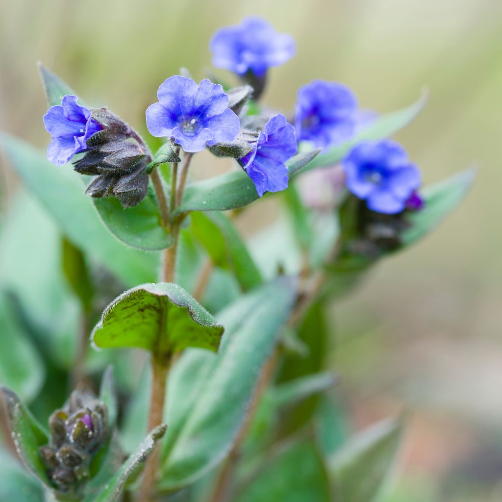 Pulmonaria Blue Ensign