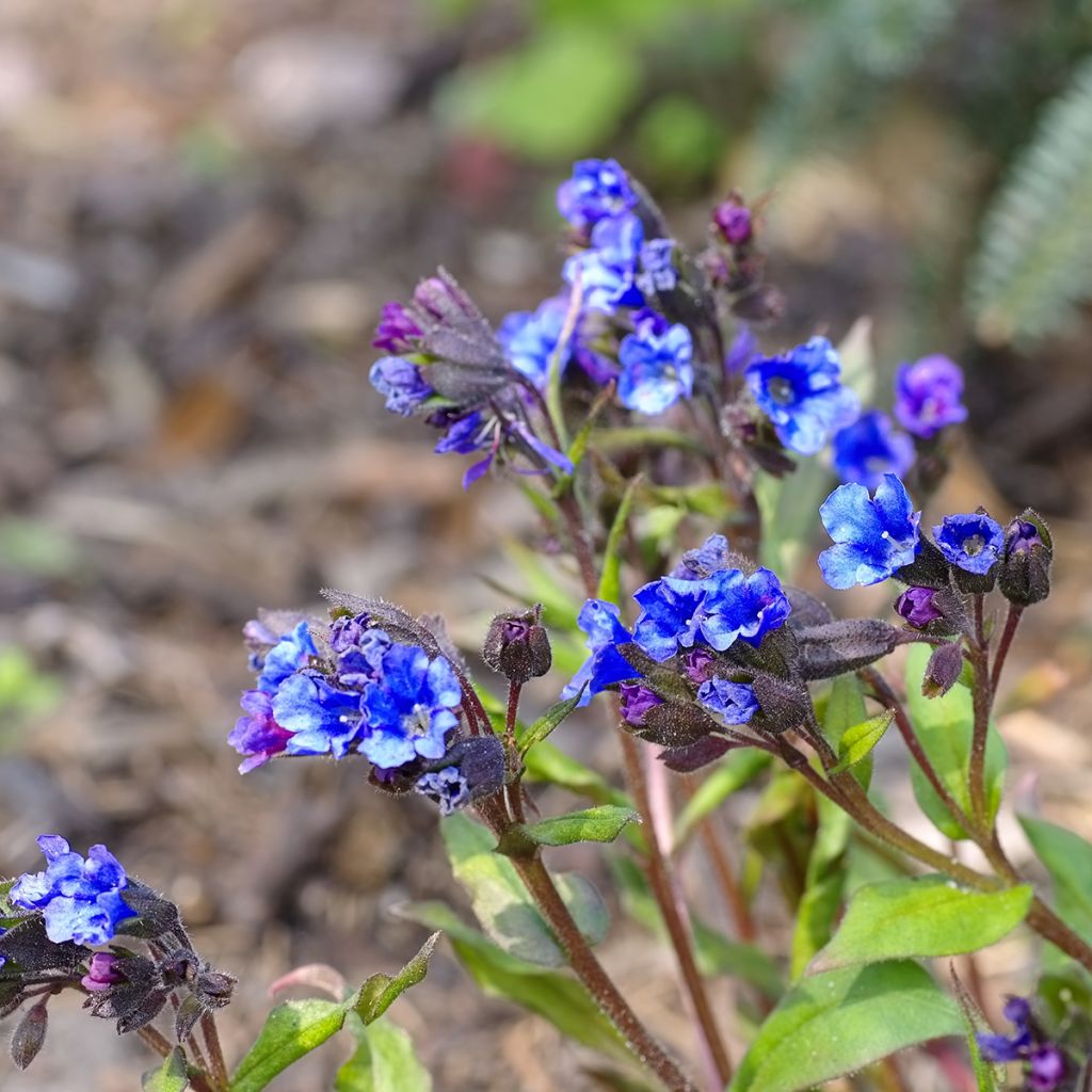 Pulmonaria Blue Ensign