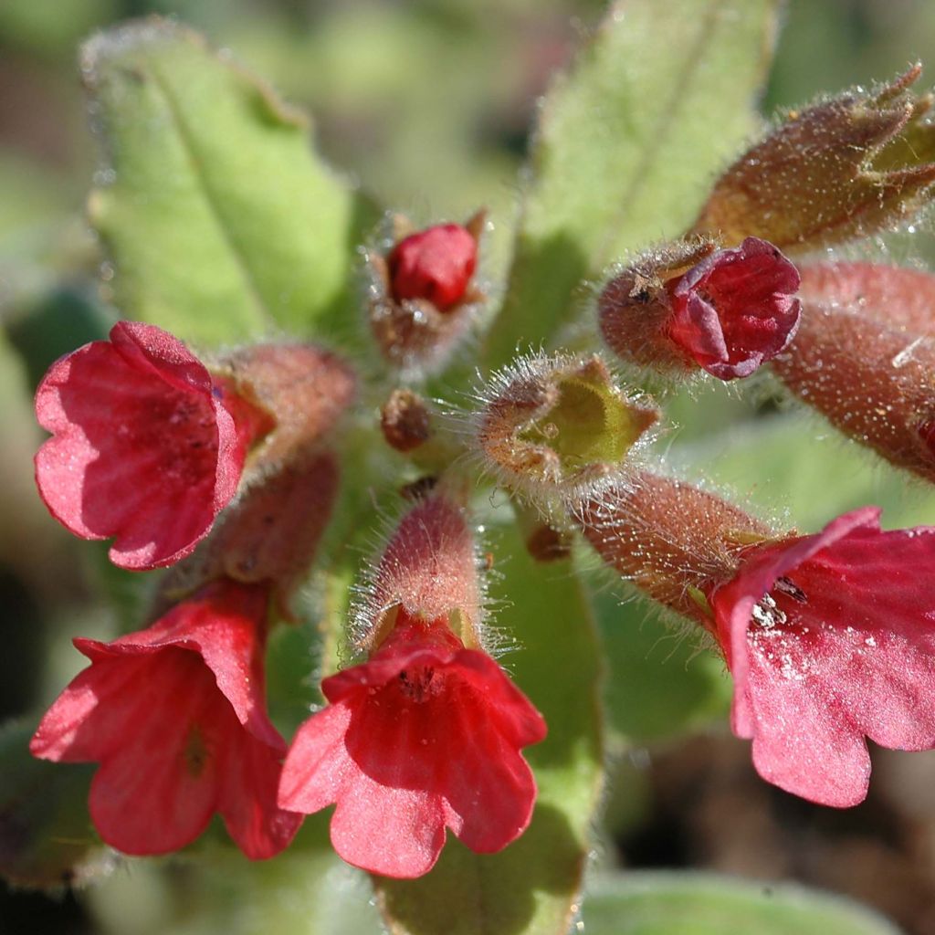 Pulmonaria rubra - Polmonaria rossa