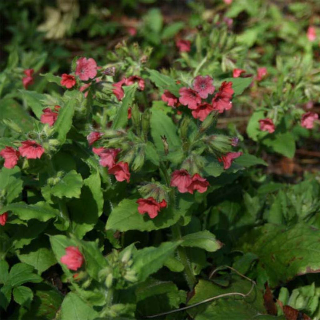 Pulmonaria rubra - Polmonaria rossa