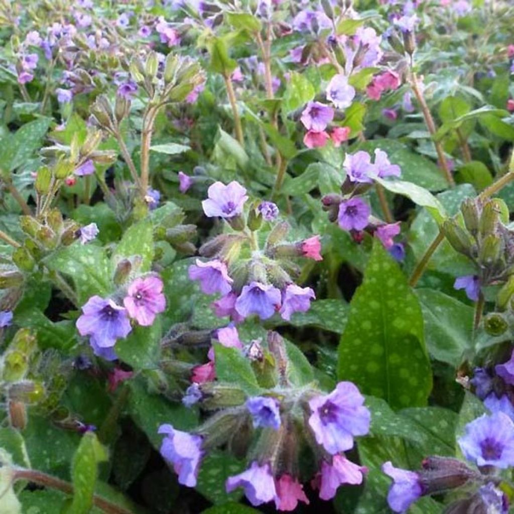 Pulmonaria saccharata Mrs Moon - Polmonaria chiazzata