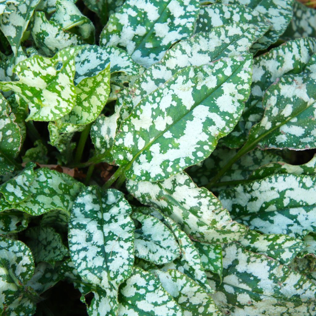 Pulmonaria saccharata Mrs Moon - Polmonaria chiazzata