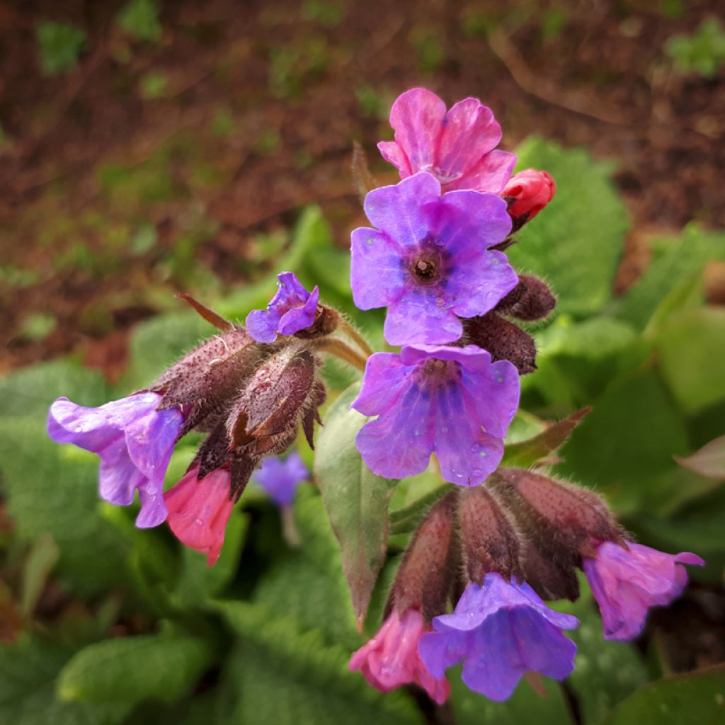 Pulmonaria saccharata Mrs Moon - Polmonaria chiazzata