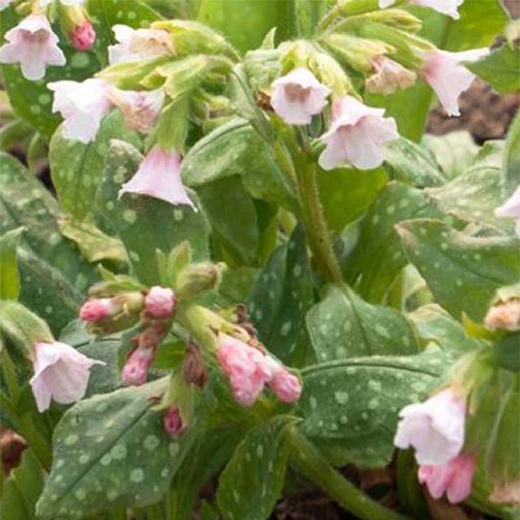 Pulmonaire saupoudrée - Pulmonaria saccharata Pierre's Pure Pink 