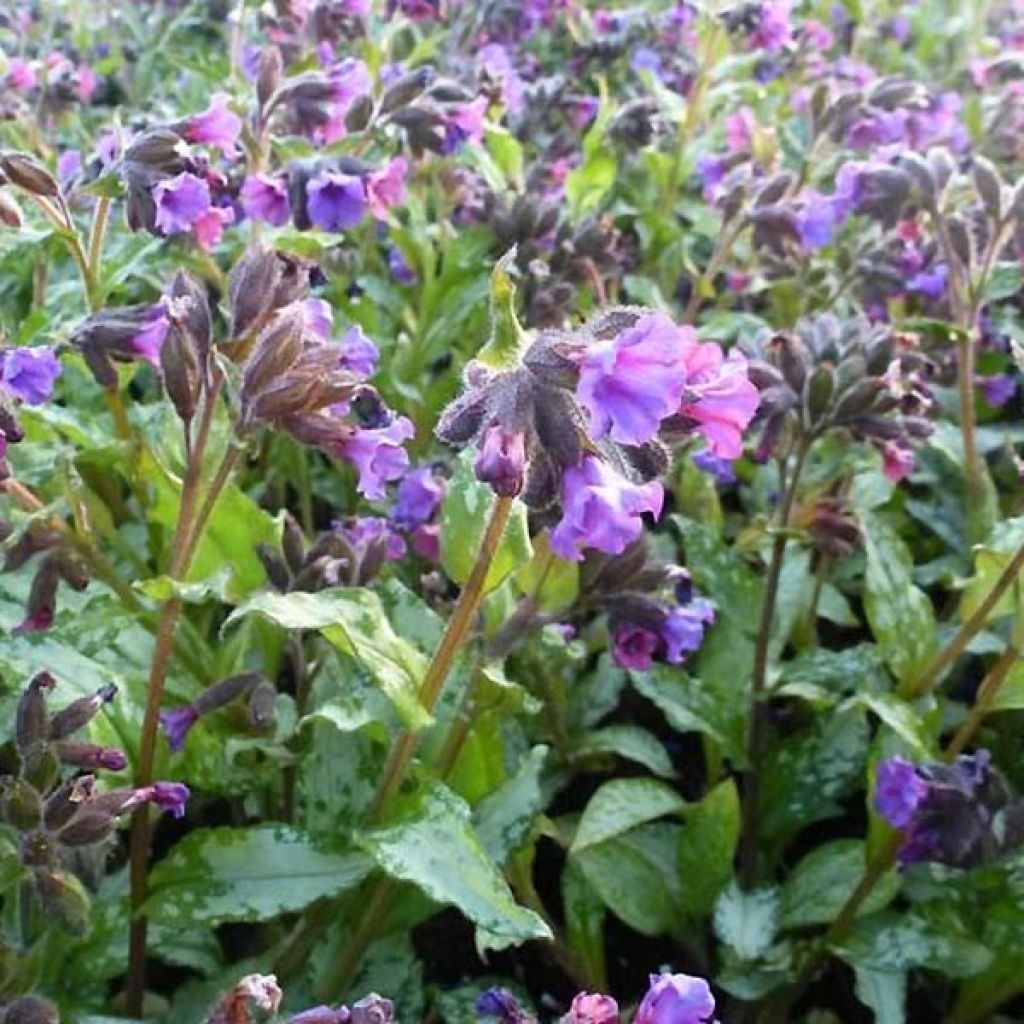 Pulmonaria saccharata Silverado - Pulmonaire Silverado