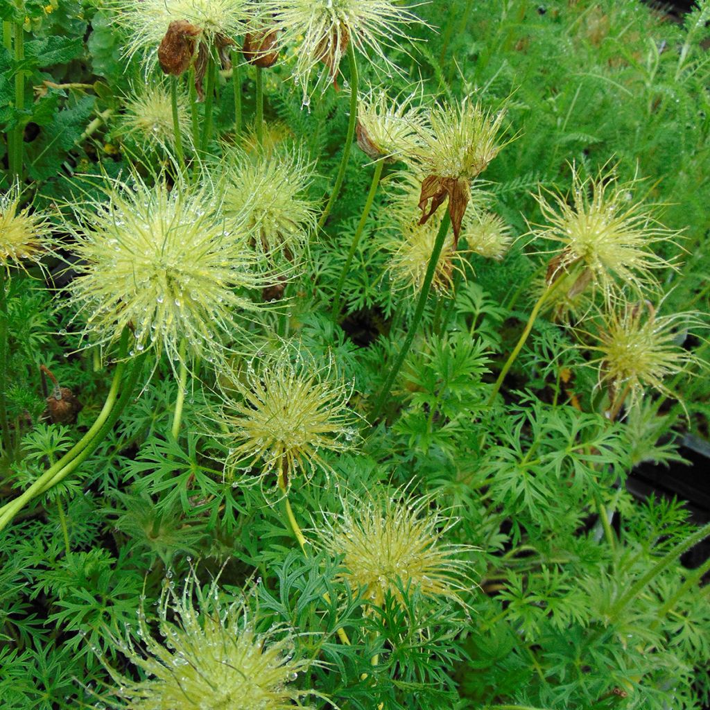 Pulsatilla vulgaris Alba - Fiore di Pasqua bianca