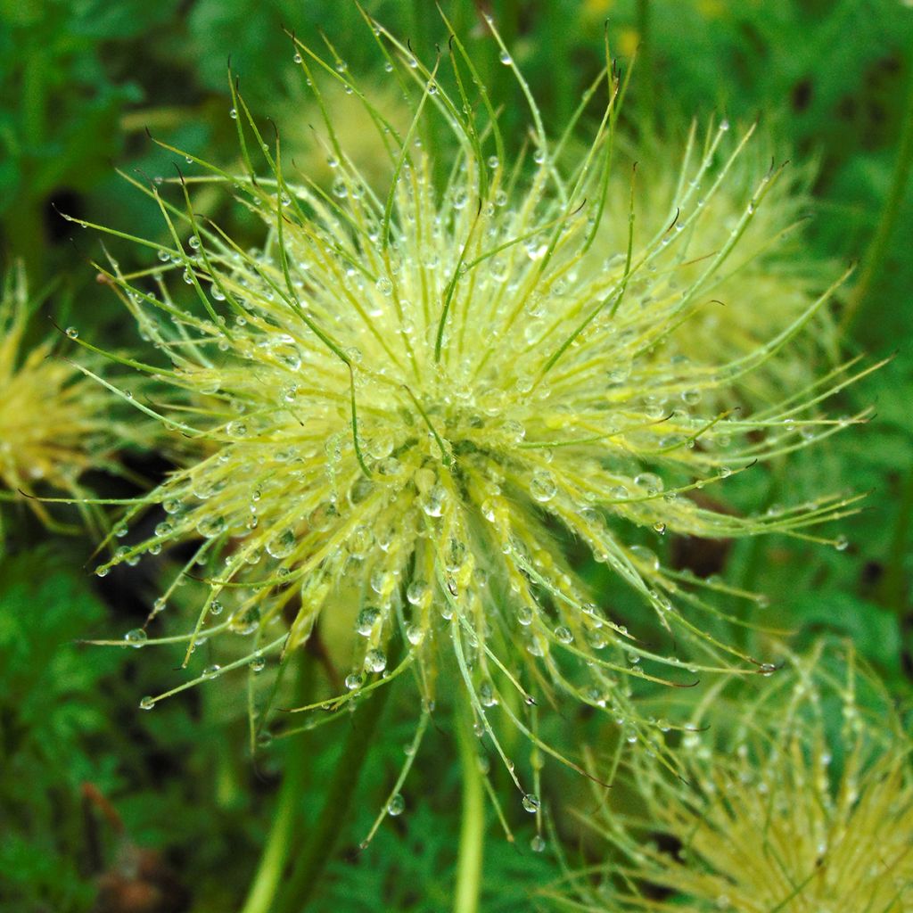 Pulsatilla vulgaris Alba - Fiore di Pasqua bianca