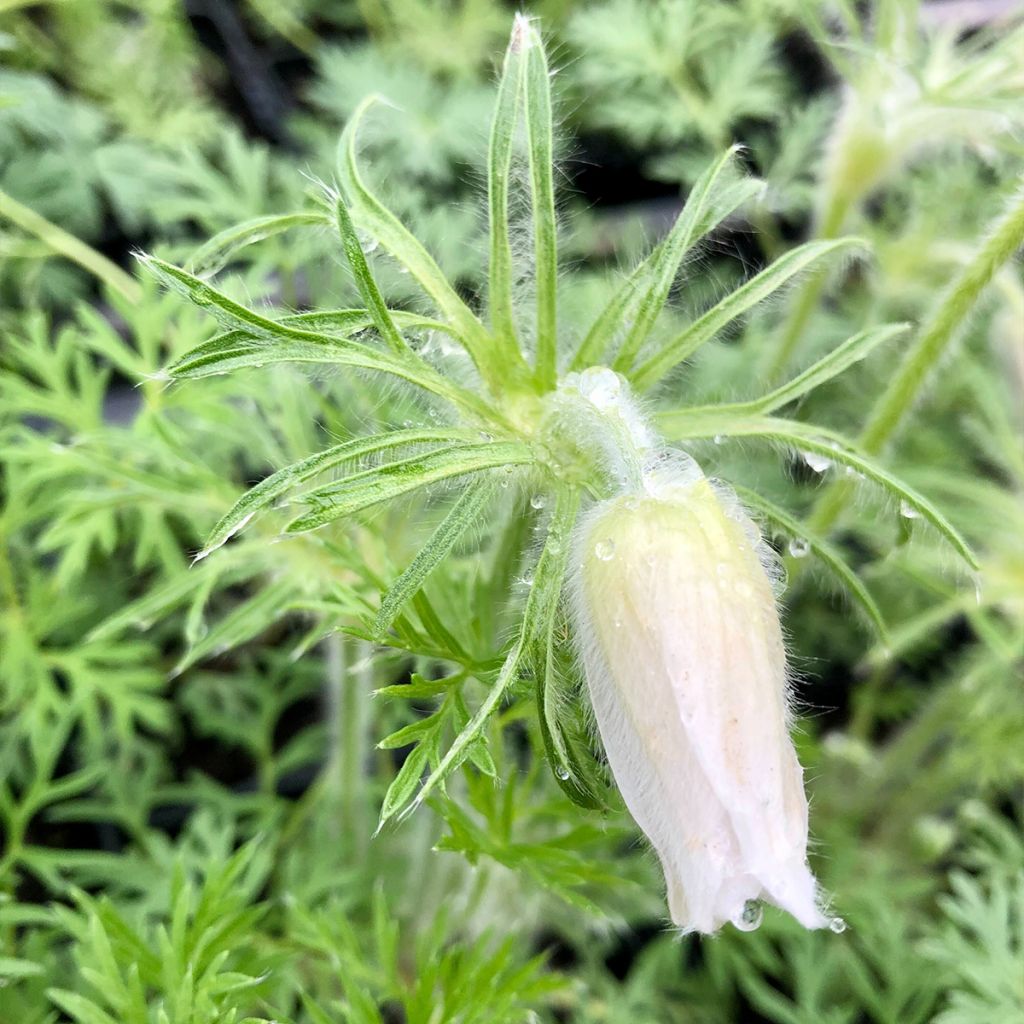 Pulsatilla vulgaris Alba - Fiore di Pasqua bianca