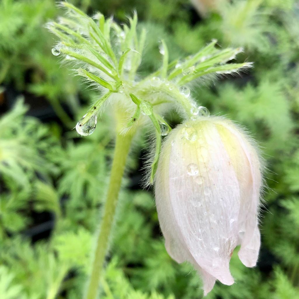 Pulsatilla vulgaris Alba - Fiore di Pasqua bianca