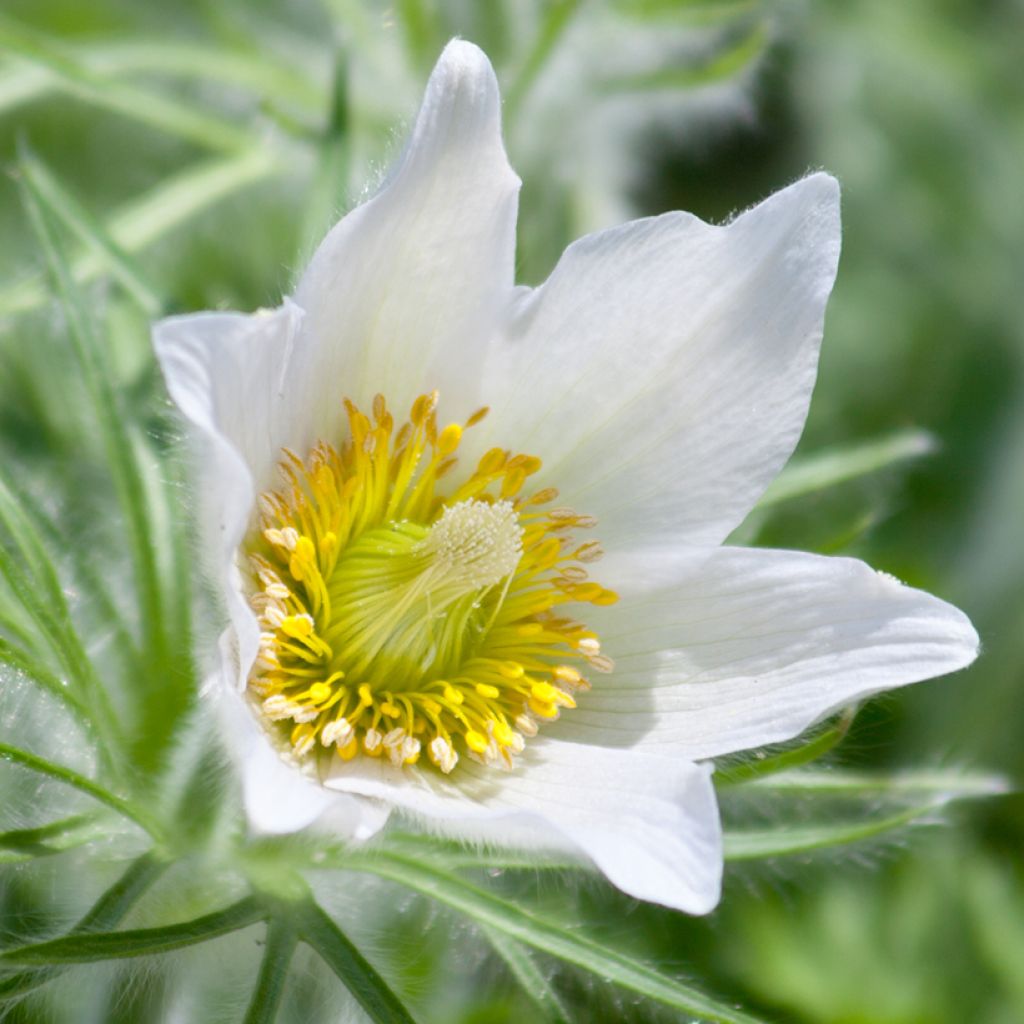 Pulsatilla vulgaris Alba - Fiore di Pasqua bianca