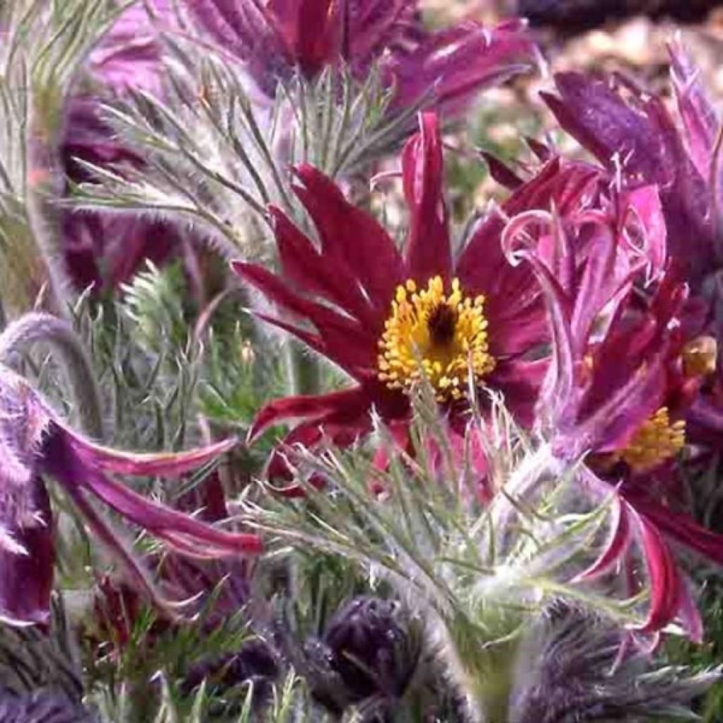 Pulsatilla vulgaris Papageno - Fiore di Pasqua