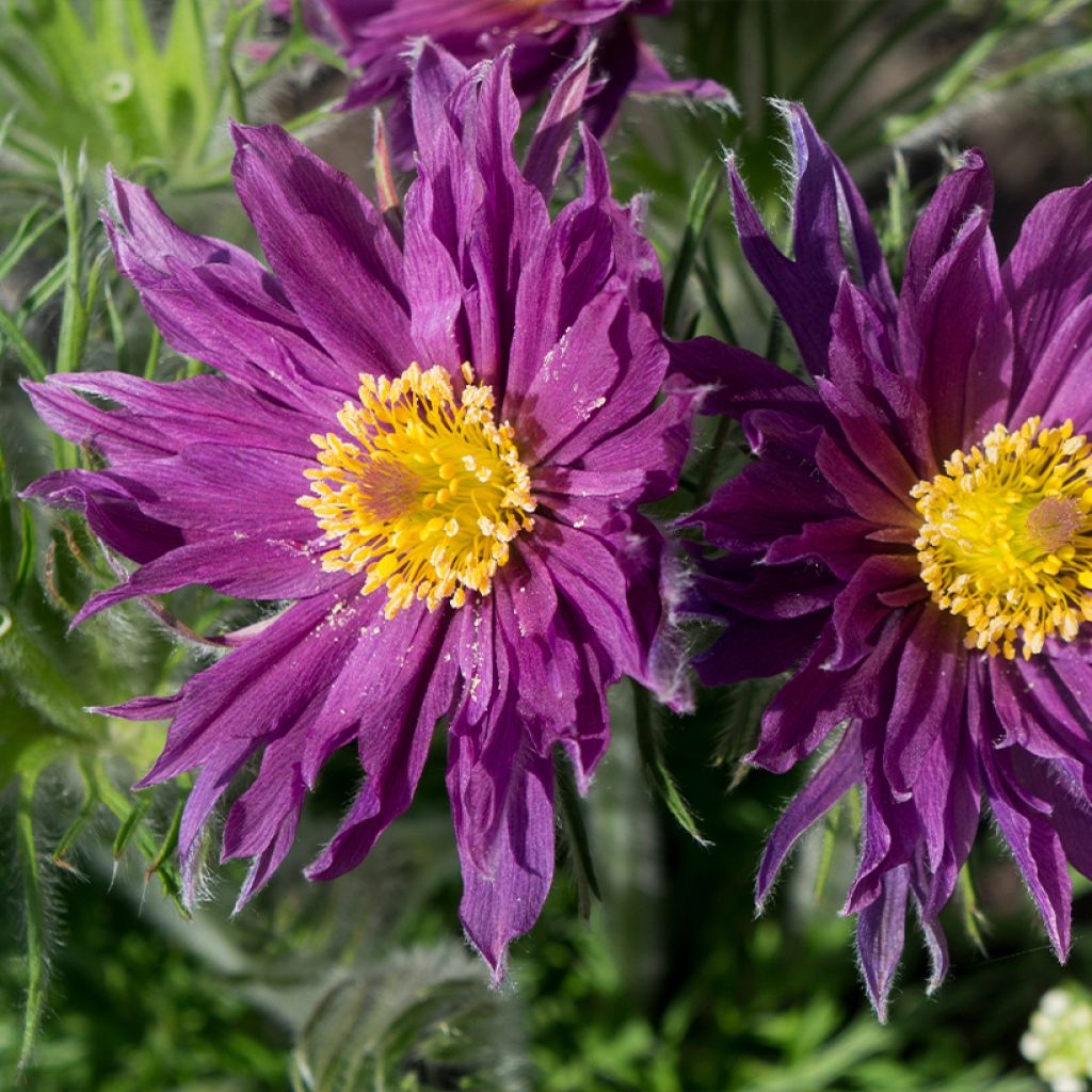 Pulsatilla vulgaris Papageno - Fiore di Pasqua