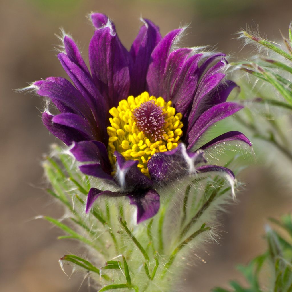 Pulsatilla vulgaris Papageno - Fiore di Pasqua