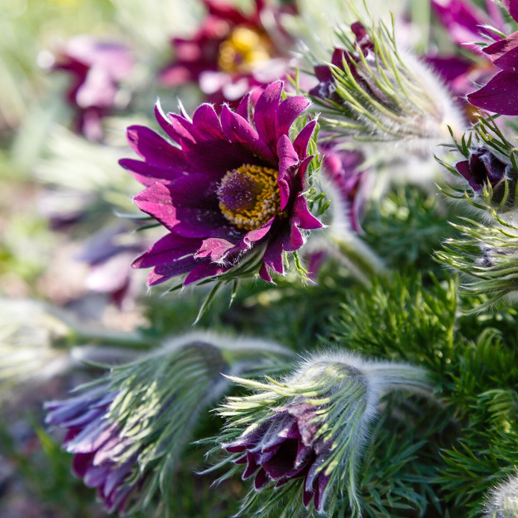 Pulsatilla vulgaris Papageno - Fiore di Pasqua