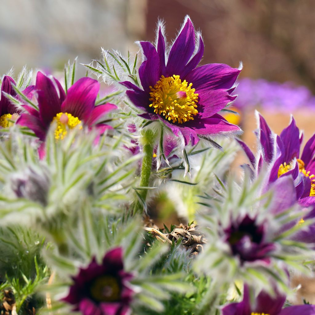 Pulsatilla vulgaris Papageno - Fiore di Pasqua