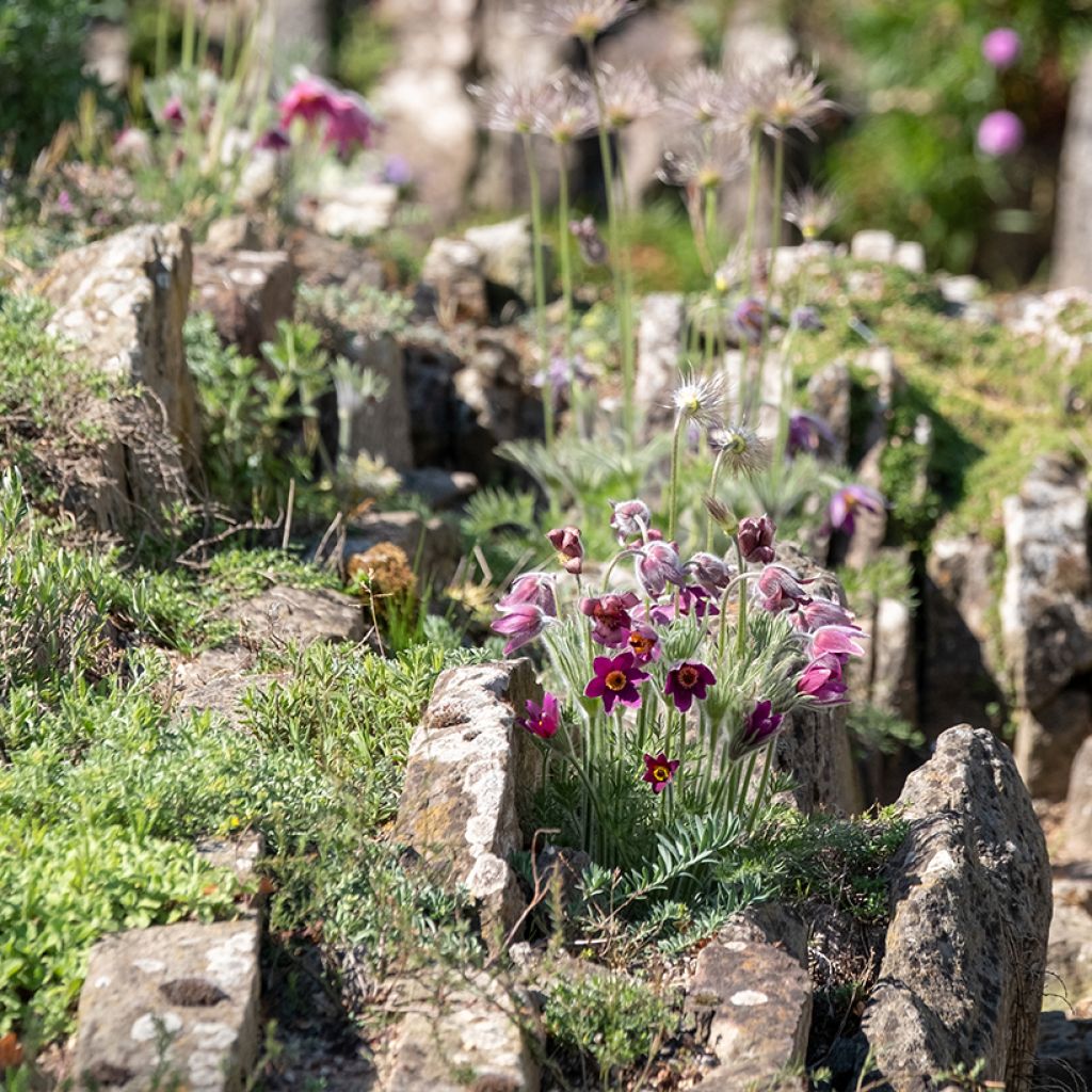 Pulsatilla vulgaris Röde Klokke - Fiore di Pasqua rossa