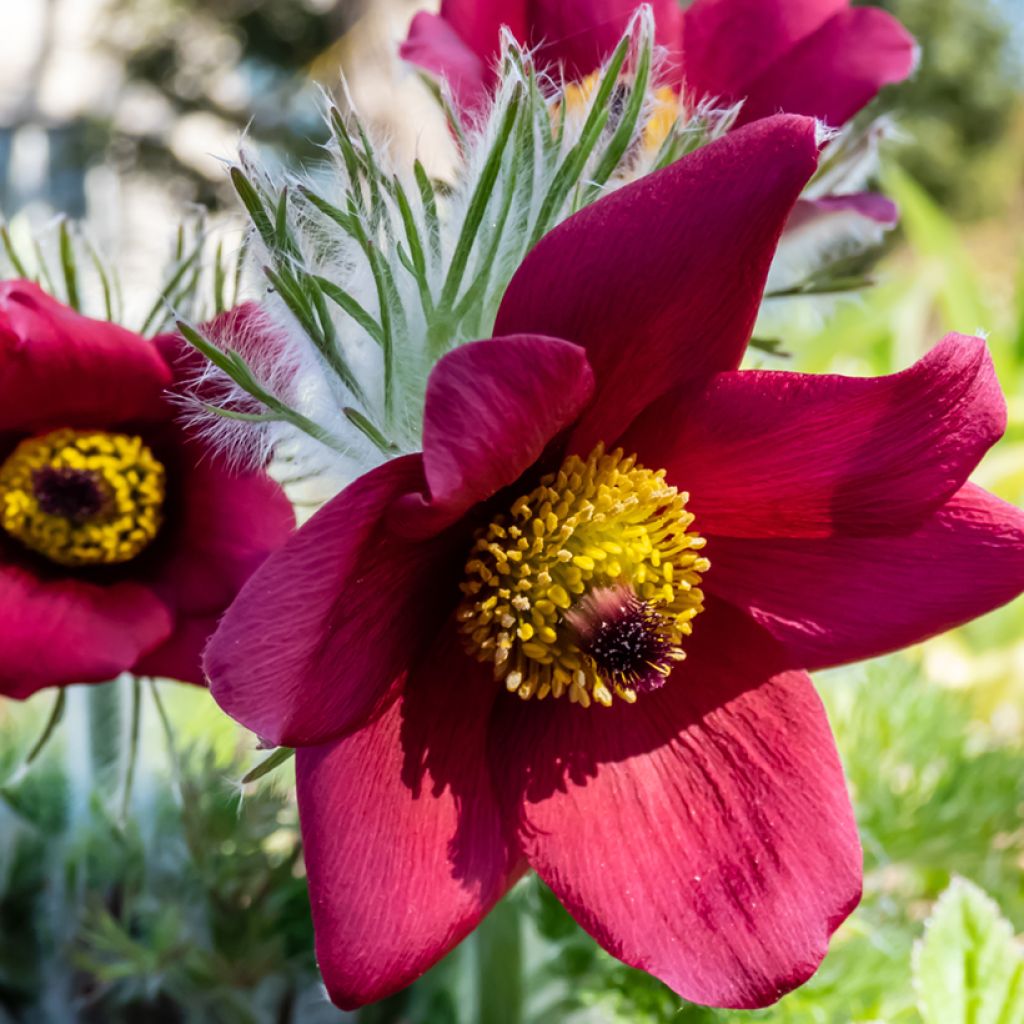 Pulsatilla vulgaris Röde Klokke - Fiore di Pasqua rossa