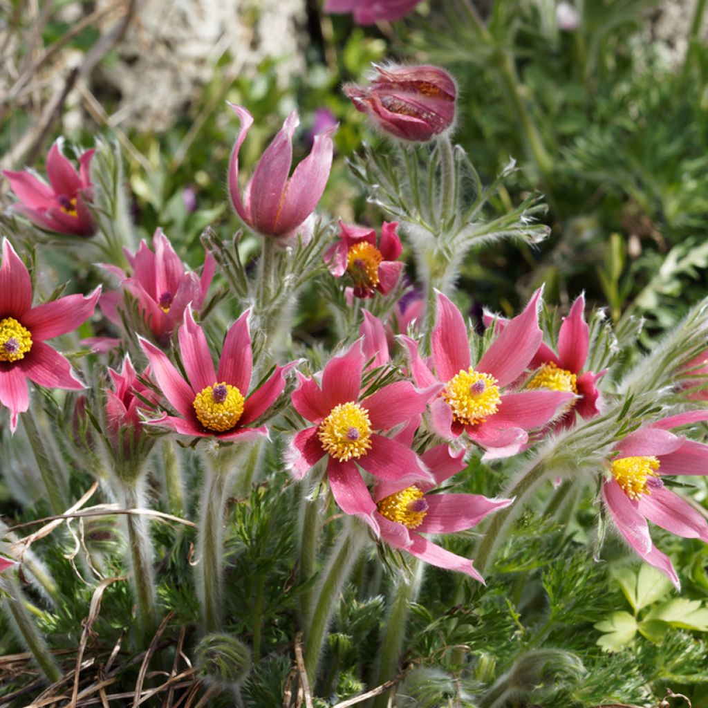 Pulsatilla vulgaris Röde Klokke - Fiore di Pasqua rossa