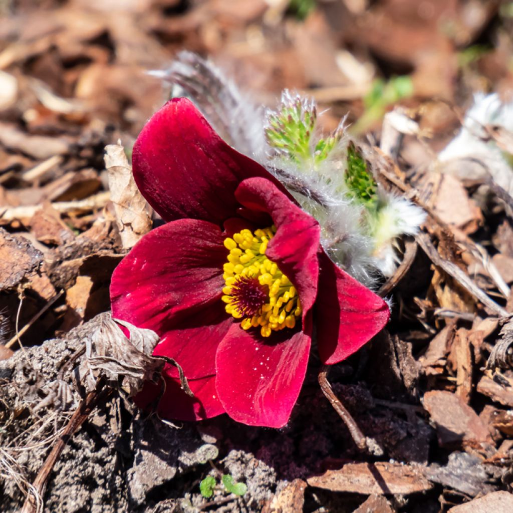 Pulsatilla vulgaris Röde Klokke - Fiore di Pasqua rossa