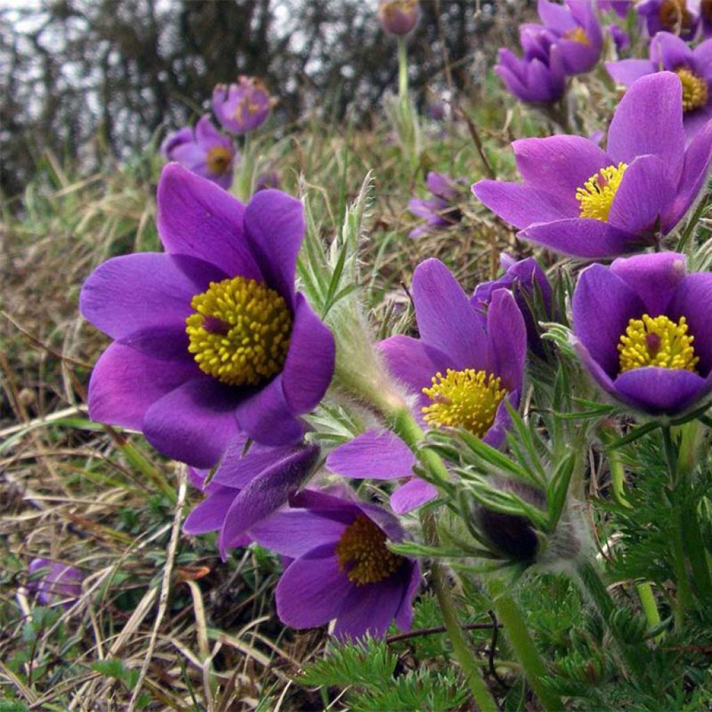 Pulsatilla vulgaris Violet - Fiore di Pasqua