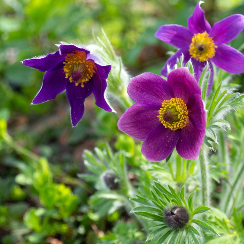 Pulsatilla vulgaris Violet - Fiore di Pasqua