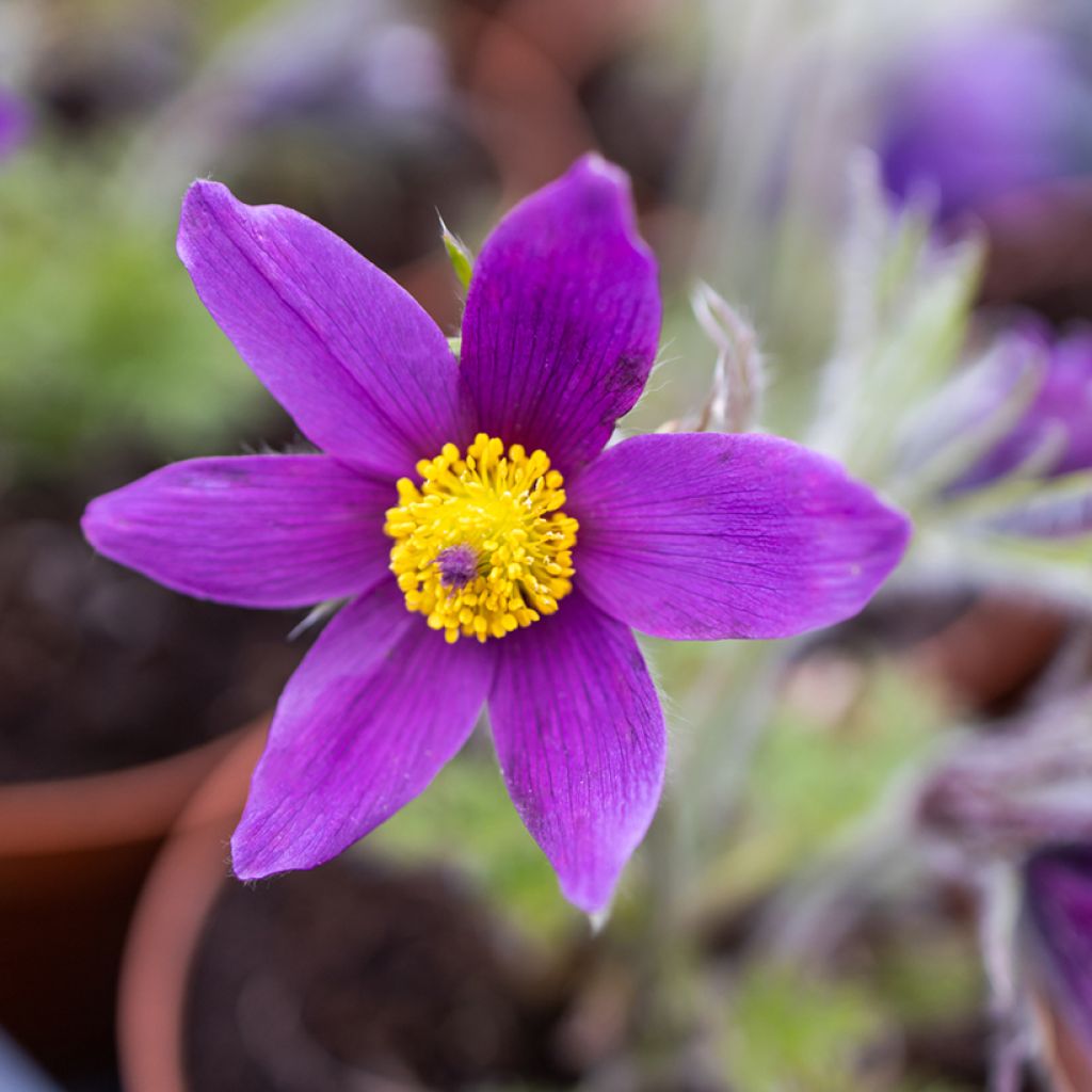 Pulsatilla vulgaris Violet - Fiore di Pasqua