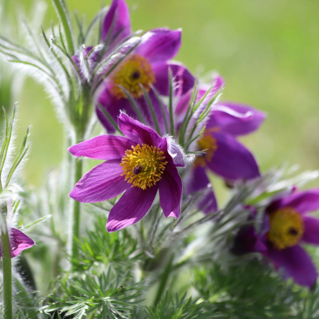 Pulsatilla vulgaris Violet - Fiore di Pasqua