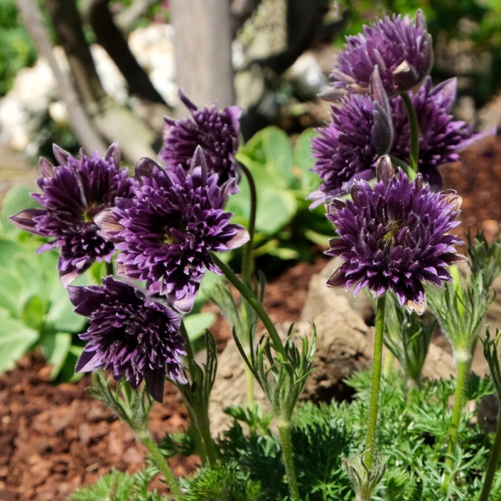 Pulsatilla vulgaris Fairy Dreams - Anémone pulsatille