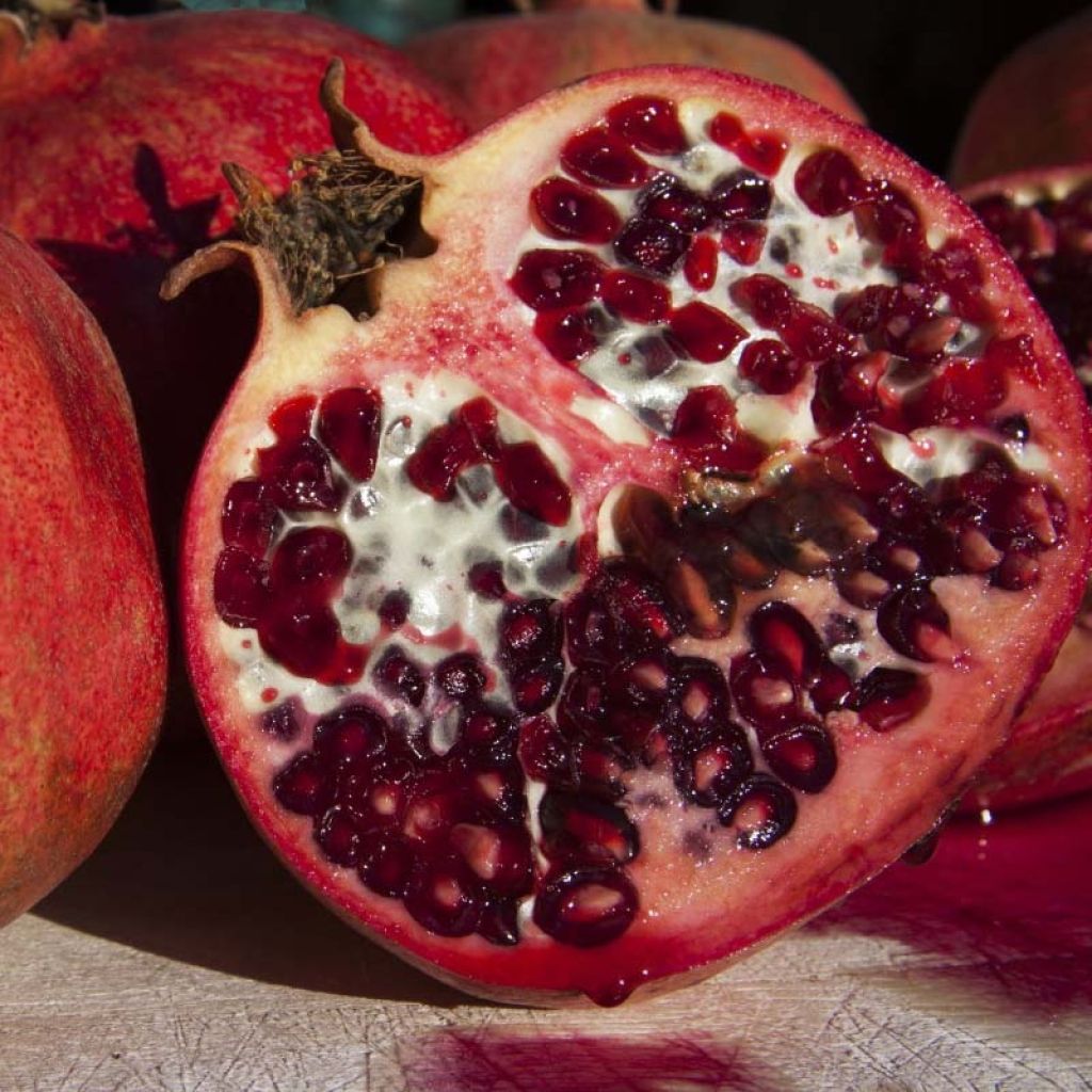 Grenadier à fruits - Punica granatum Black Fruit