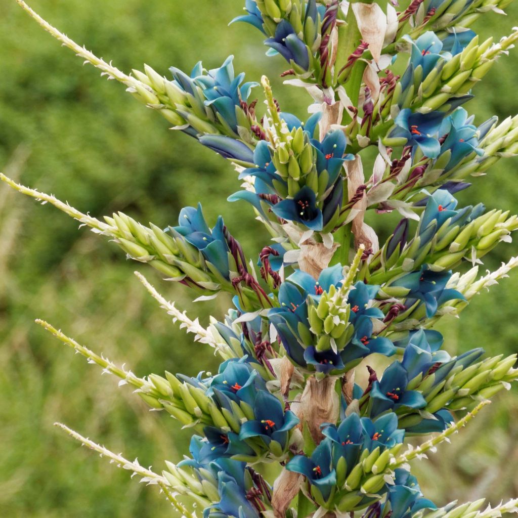 Puya alpestris