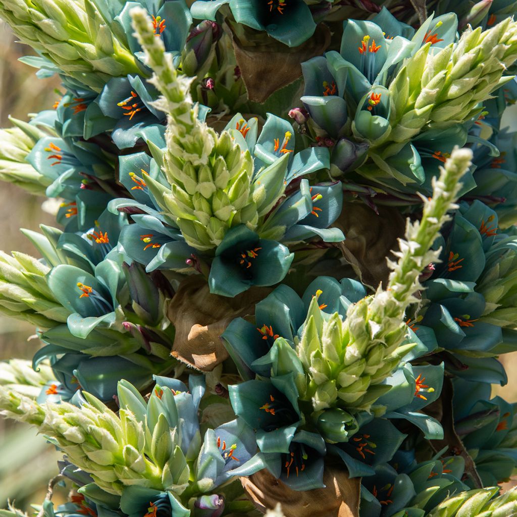 Puya alpestris