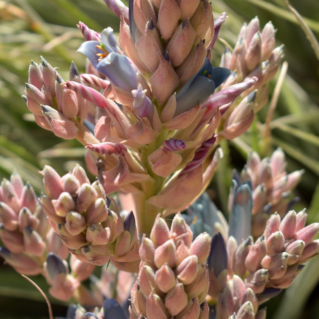 Puya alpestris