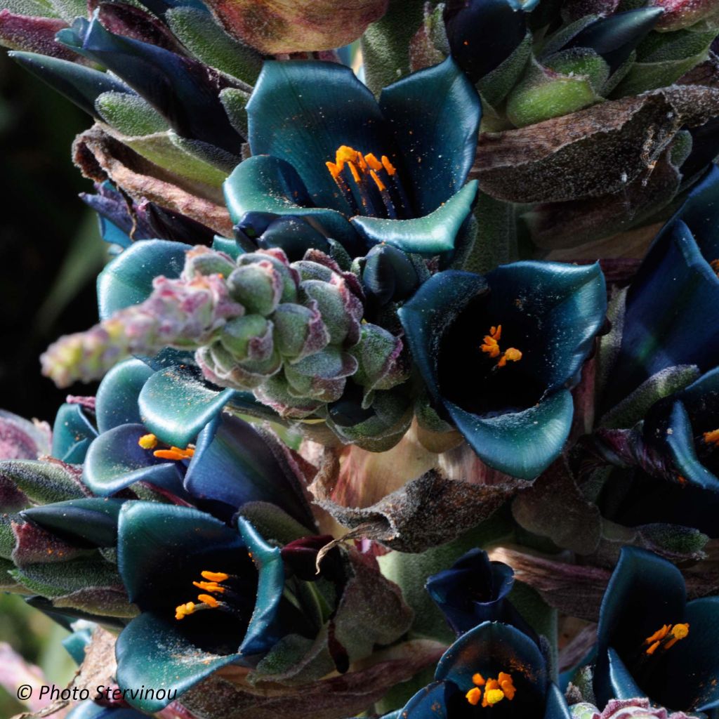 Puya berteroniana