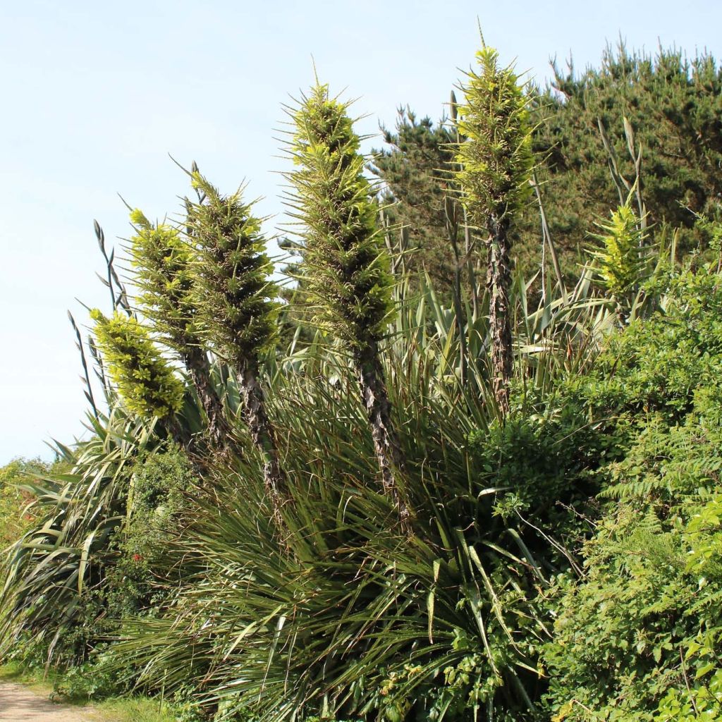 Puya chilensis