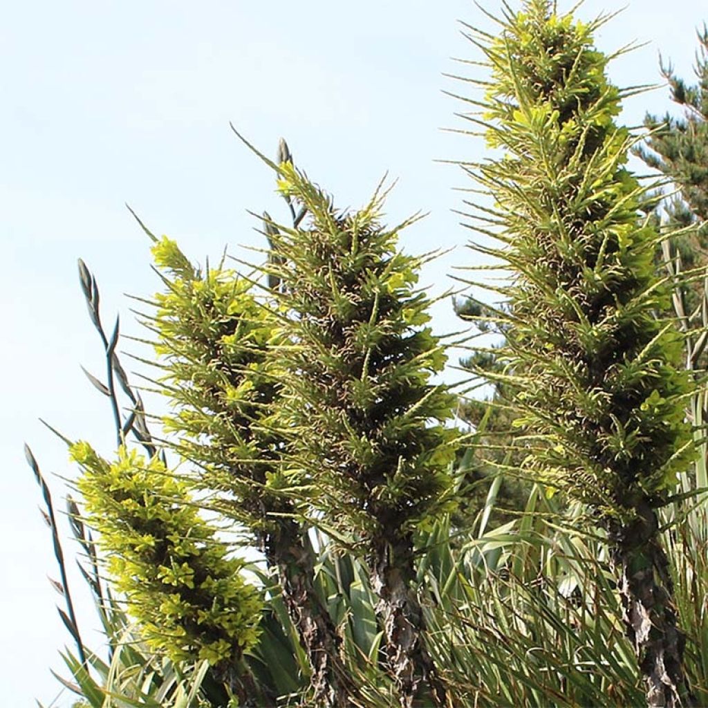 Puya chilensis